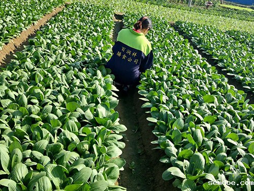 长安蔬菜批发